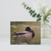 Duck Postkarte (Stehend Vorderseite)
