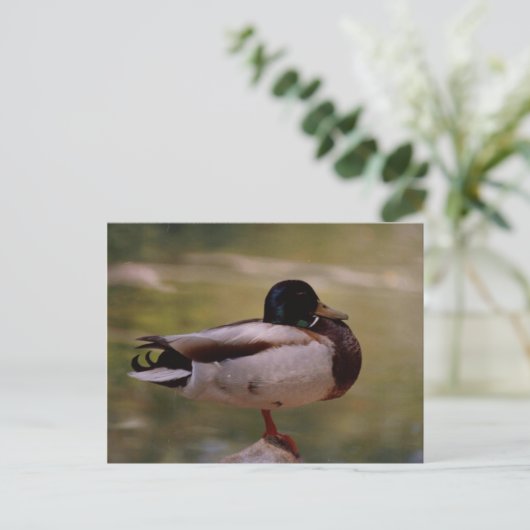 Duck Postkarte (Stehend Vorderseite)