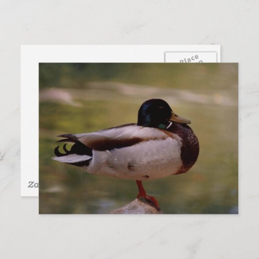 Duck Postkarte (Vorne/Hinten)