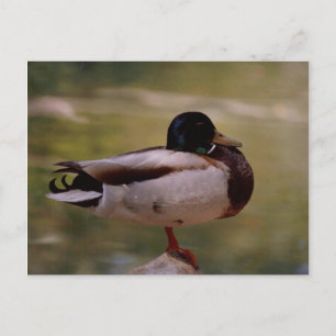 Duck Postkarte