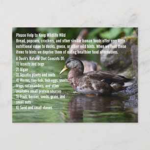 Duck Postkarte