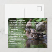 Duck Postkarte (Vorne/Hinten)