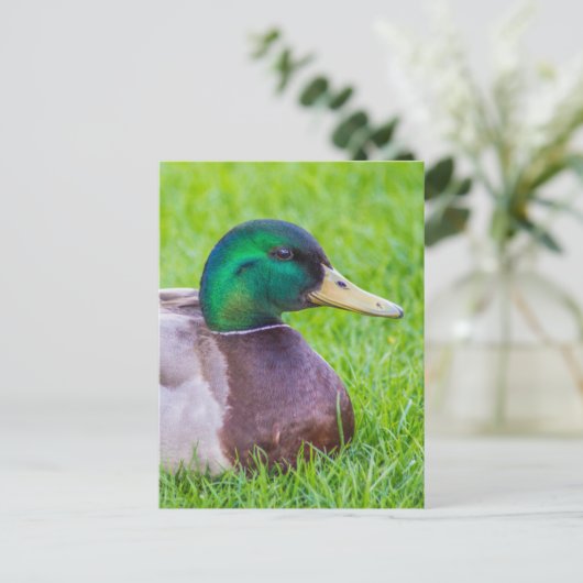 Duck Postkarte (Stehend Vorderseite)