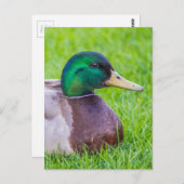 Duck Postkarte (Vorne/Hinten)