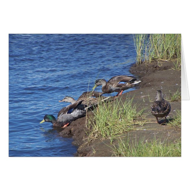 Duck Procession (Vorderseite (Horizontal))