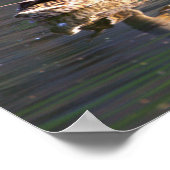 Duck Reflection Poster (Ecke)