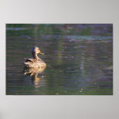 Duck Reflection Poster (Vorne)