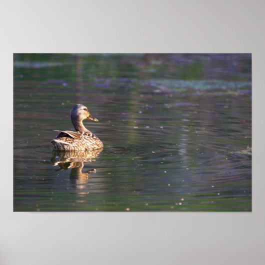Duck Reflection Poster (Vorne)