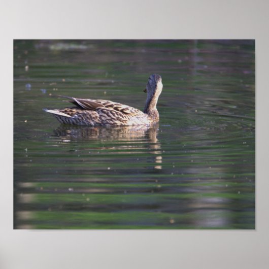 Duck Reflection Poster (Vorne)