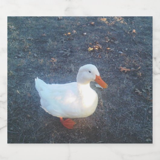 Duck Schaumweinetikett (Einzelnes Label)