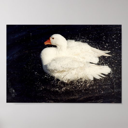 Duck Shaking Poster (Vorne)