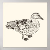 Duck Sketch Poster (Vorne)