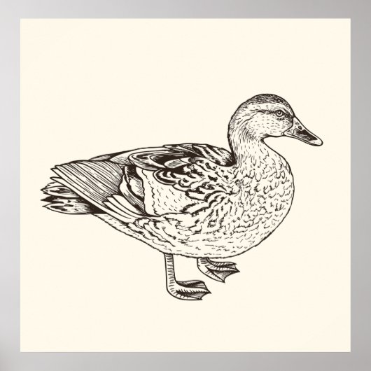 Duck Sketch Poster (Vorne)