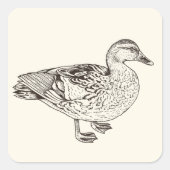 Duck Sketch Quadratischer Aufkleber (Vorderseite)