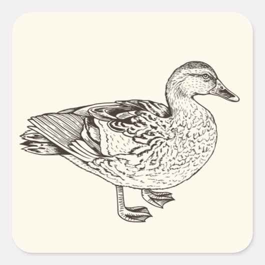 Duck Sketch Quadratischer Aufkleber (Vorderseite)
