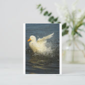 Duck Splash Postkarte (Stehend Vorderseite)