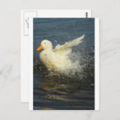 Duck Splash Postkarte (Vorne/Hinten)