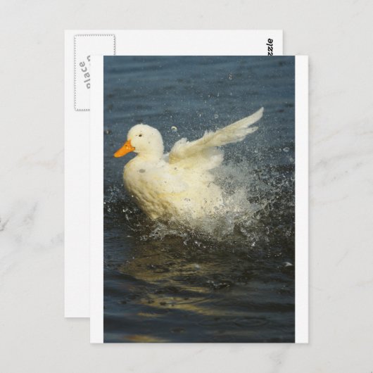 Duck Splash Postkarte (Vorne/Hinten)