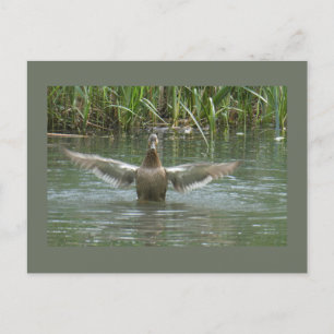 Duck Spreading Wings DIY Postkarte