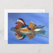 Duck Swimming JW Postkarte (Vorne/Hinten)