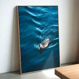Duck Swimming Poster