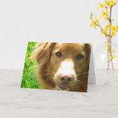 Duck Toller Grußkarte Karte (Gelbe Blume)