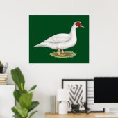 Duck White Muscovy Poster (Heimbüro)