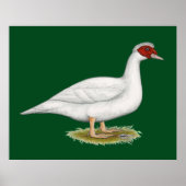 Duck White Muscovy Poster (Vorne)