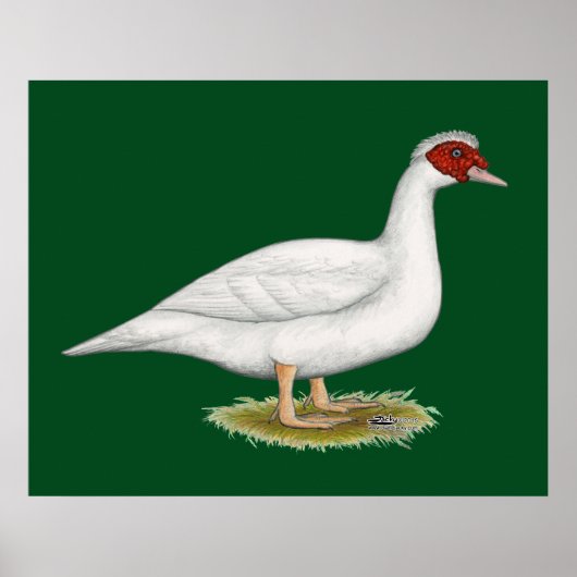 Duck White Muscovy Poster (Vorne)