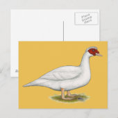 Duck White Muscovy Postkarte (Vorne/Hinten)