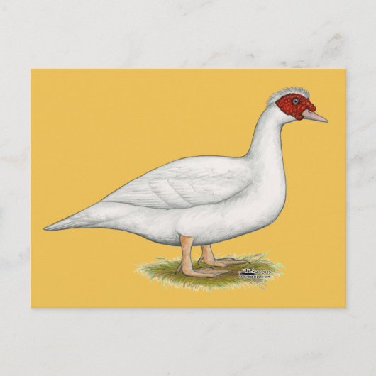 Duck White Muscovy Postkarte (Vorderseite)