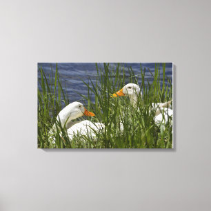 Duck Wrapped Canvas Leinwanddruck