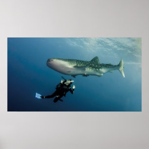 Ducken für Abdeckung? Poster