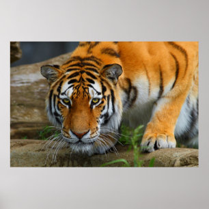 Duckendes bengalisches Tiger-Jagd-Opfer Poster