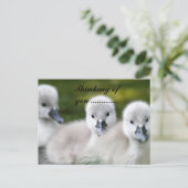 duckies  postkarte (Stehend Vorderseite)