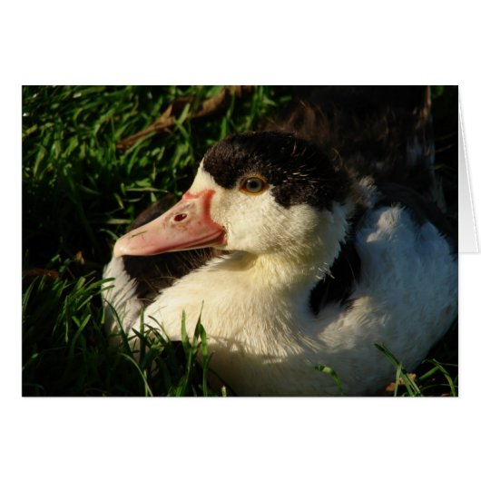 Duckling (Vorderseite (Horizontal))