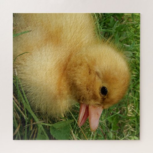 duckling,chicken, animal, chick, bird, farm, cute, puzzle (Horizontal)