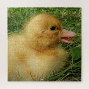 duckling,chicken, animal, chick, bird, farm, cute, puzzle