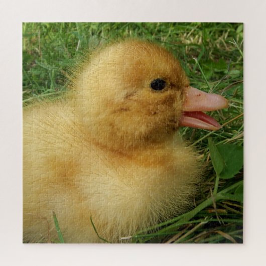 duckling,chicken, animal, chick, bird, farm, cute, puzzle (Vertikal)