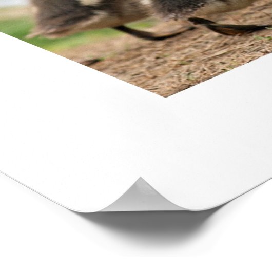 "Duckling Collection", weiß Poster (Ecke)