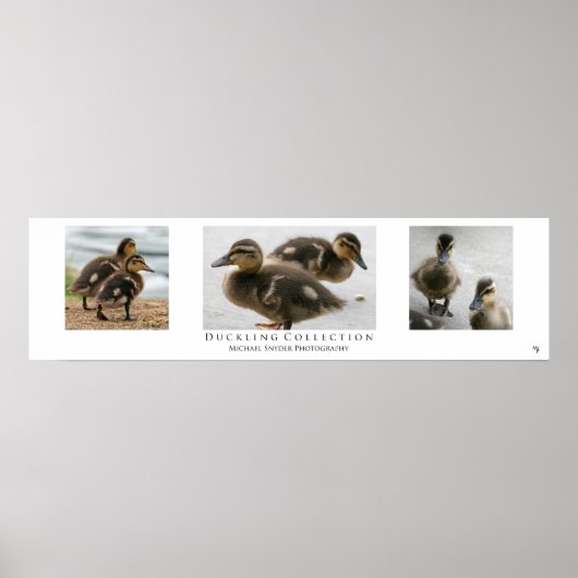 "Duckling Collection", weiß Poster (Vorne)