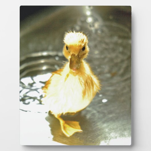 Duckling hat ein Bad. Fotoplatte (Vorderseite)