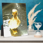 Duckling hat ein Bad. Fotoplatte (Seite)