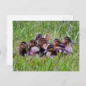 Duckling Huddle Postcard Postkarte (Vorne/Hinten)