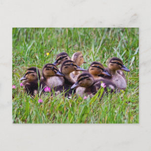Duckling Huddle Postcard Postkarte