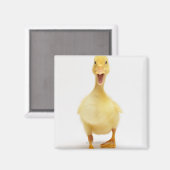 Duckling Magnet (Vorderseite/Rückseite)