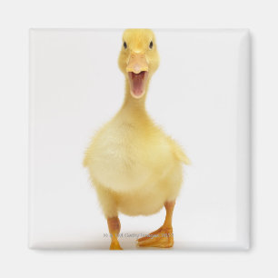 Duckling Magnet