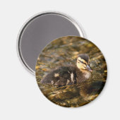 Duckling Magnet (Vorderseite/Rückseite)