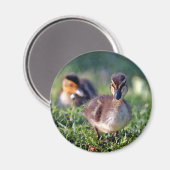 Duckling Magnet (Vorderseite/Rückseite)