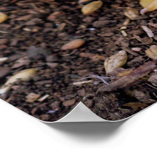 Duckling Poster (Ecke)